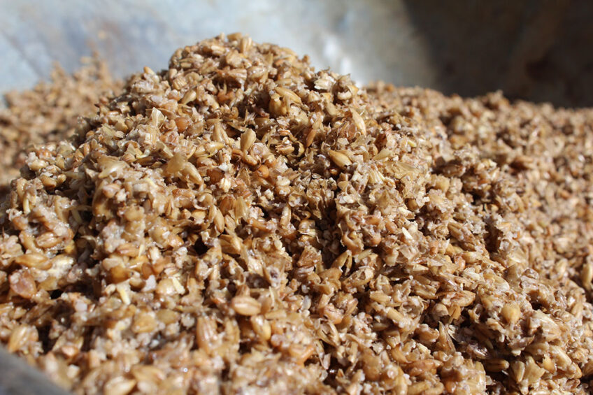 Brewer's Spent Grain