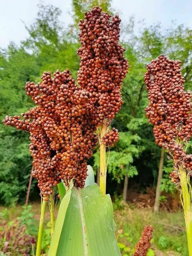Sorghum