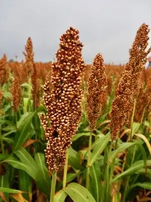 Gadam Sorghum