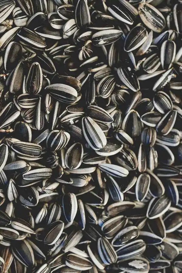 Sunflower Seeds