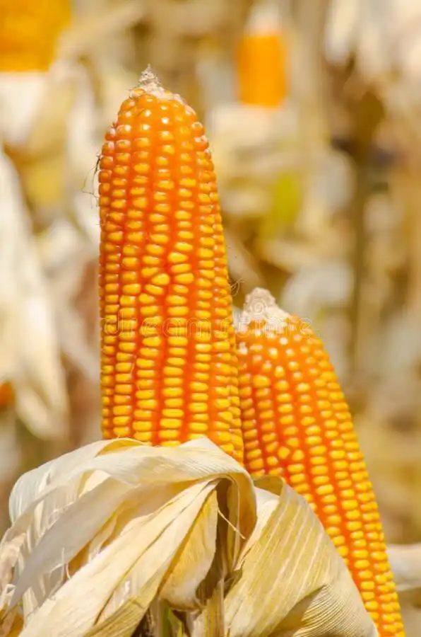 Yellow Maize