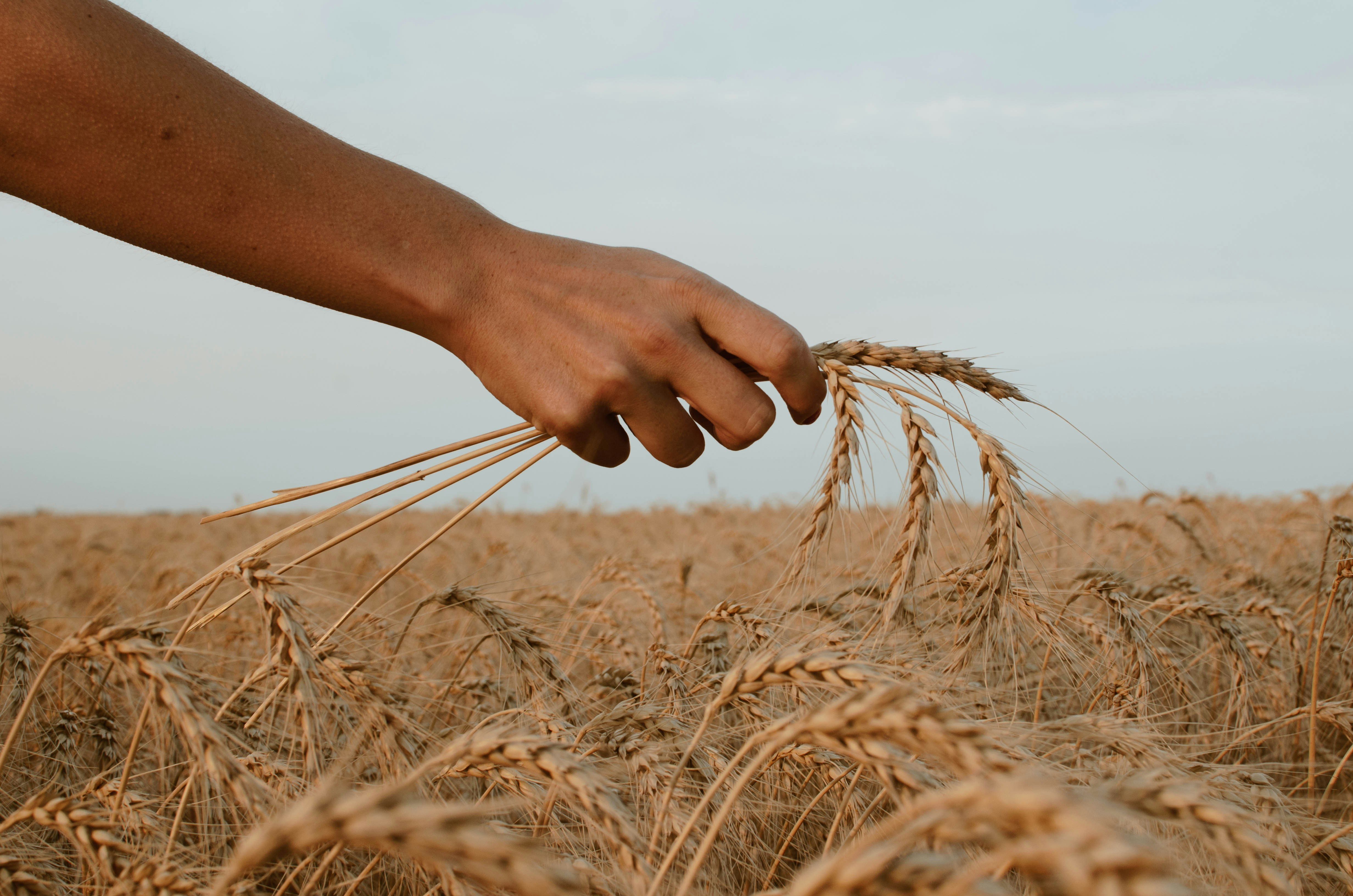 Wheat